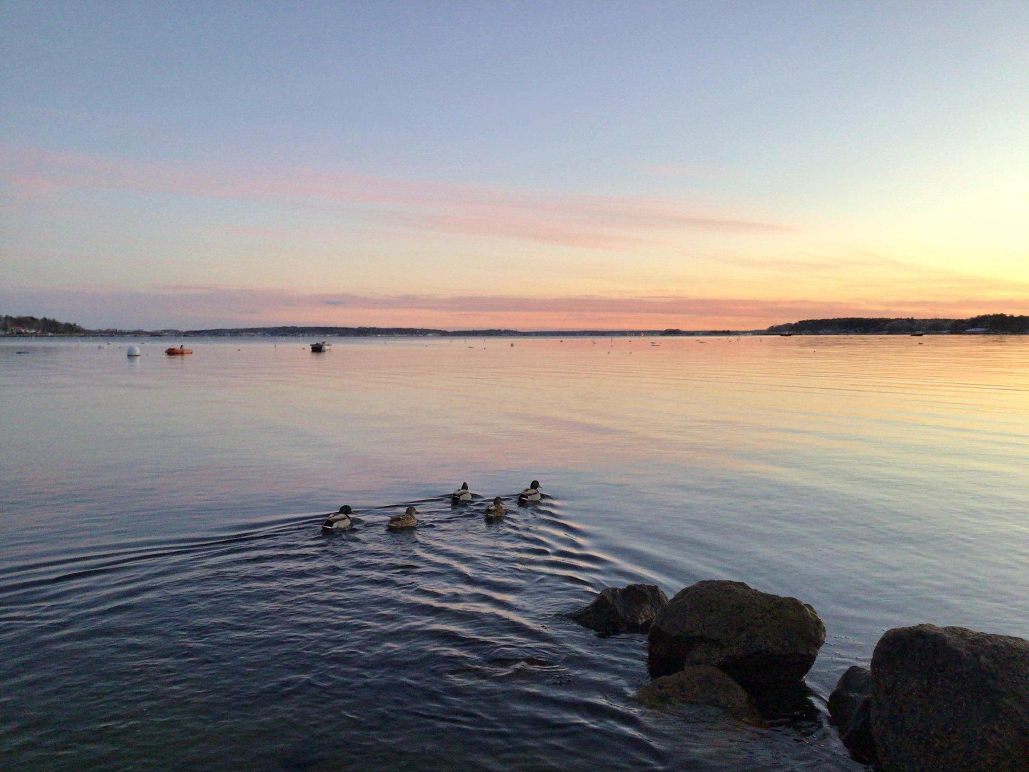 Ducks swimming on a Maine bay at sunset