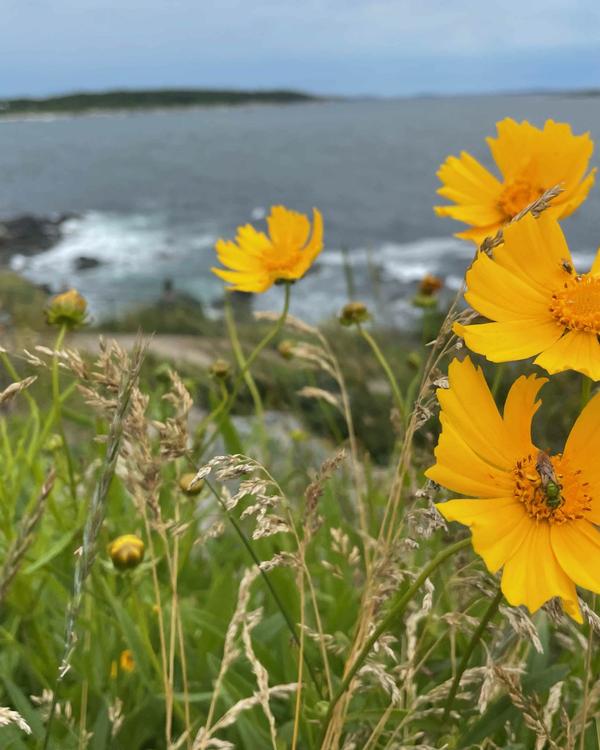 Summer Note Card Set